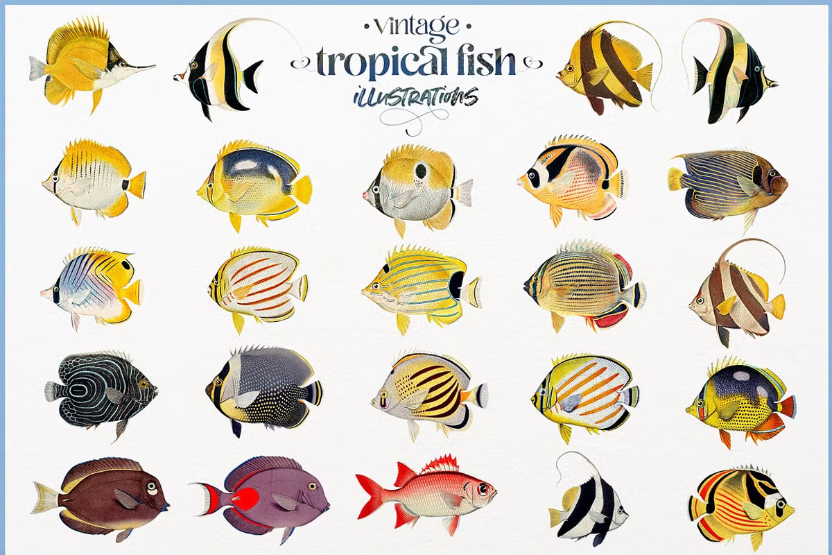 Vintage tropical fish illustrations, an Animal Illustration by Natalka Dmitrova art (Photo 1 of 12)