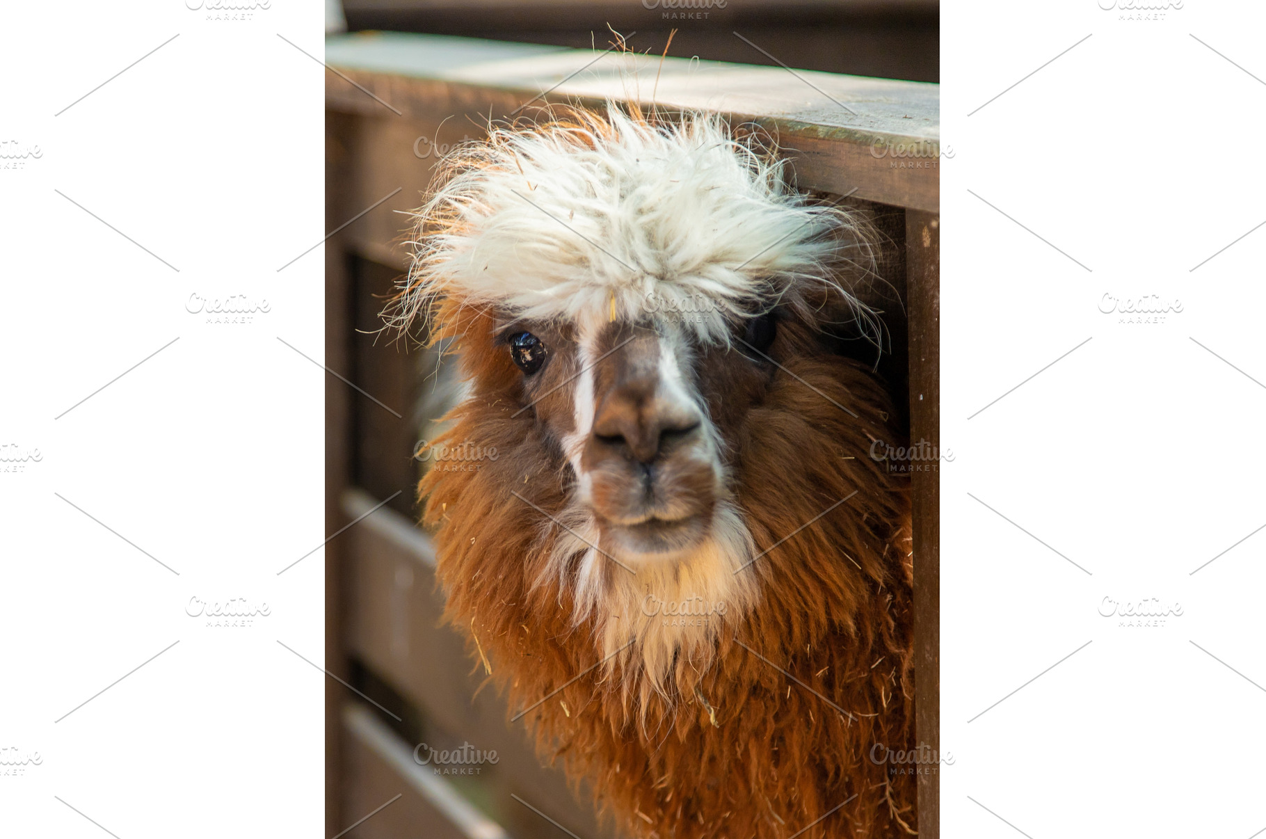 Big llama in the zoo. Selective, an Animal Photo by yanadjana
