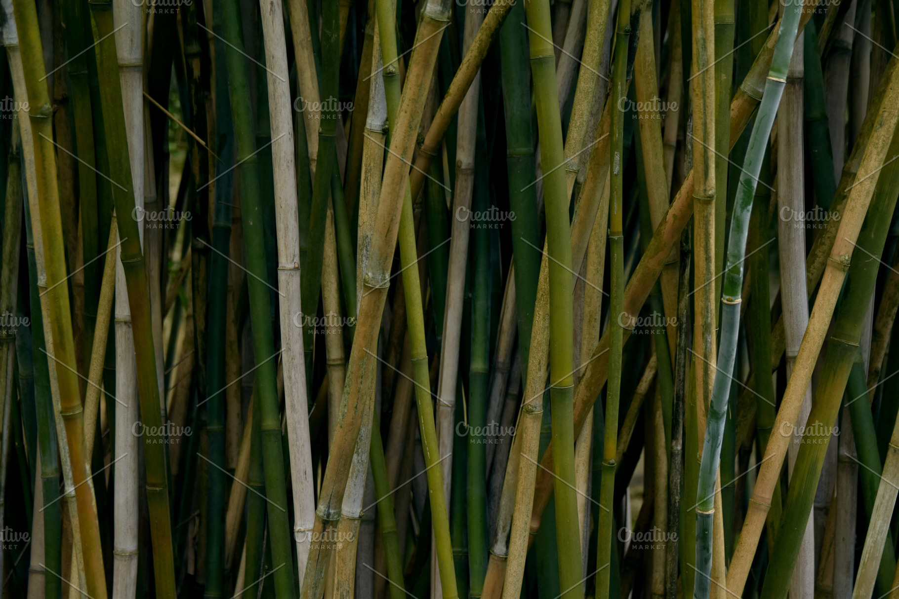 Bamboo background featuring bamboo, tree, and tropical, a Nature Photo by uvacrispa