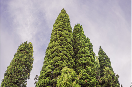 Mediterranean cypress with round, a Nature Photo by Elizaveta Galitskaya