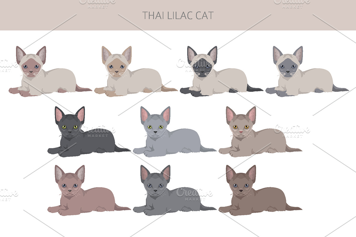 Thai Lilac cat, an Animal Illustration by pet design shop (Photo 4 of 6)
