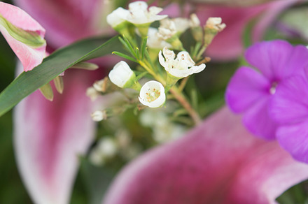Flowers stock photograph, a Nature Photo by ElizabethBannon