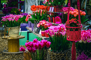 Colorful tulips in flower pots, a Business Photo by Alpine Dreams