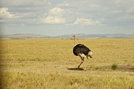Ostrich stock photo