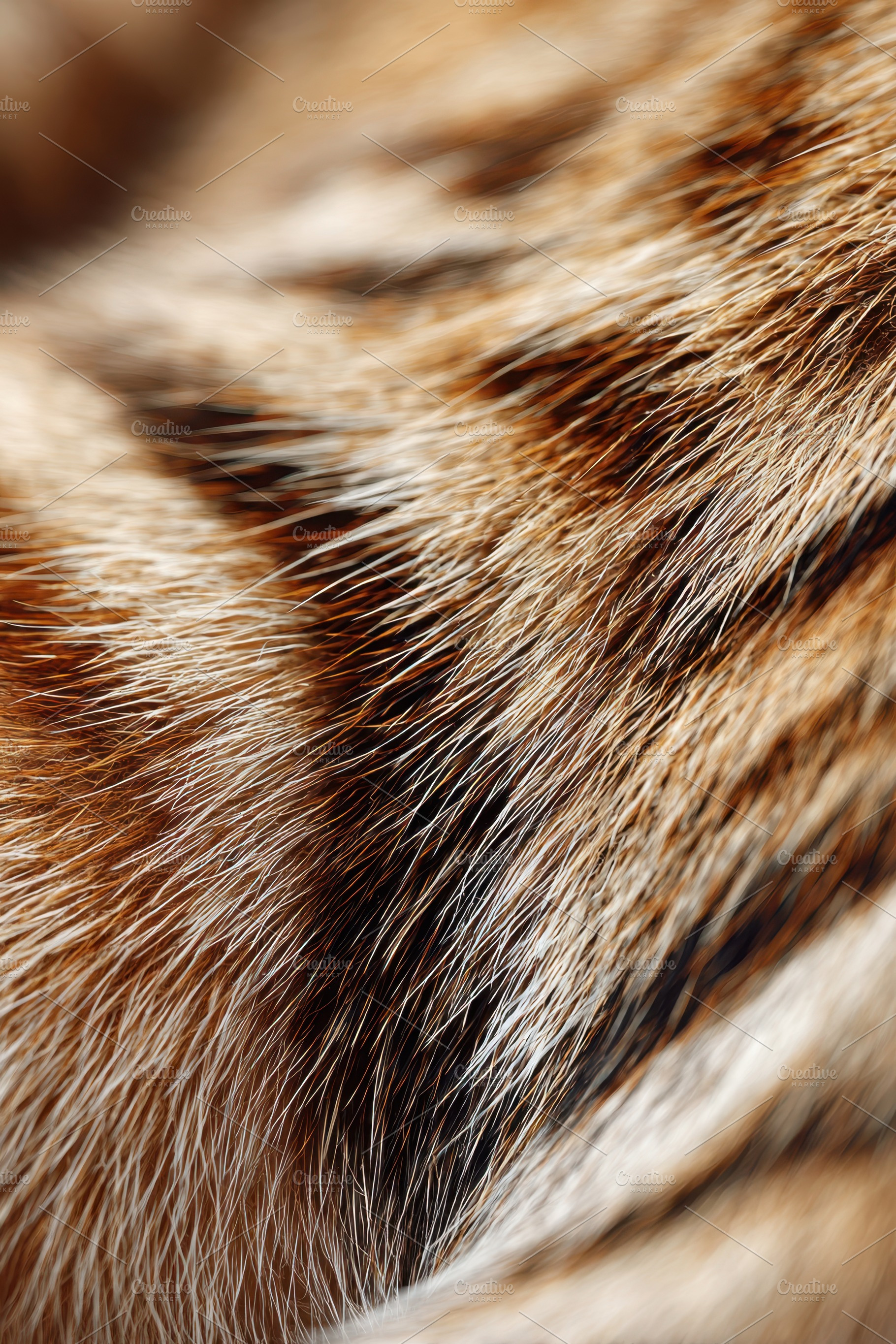 Close-up of tiger fur texture, an Animal Photo by AlyaAnd