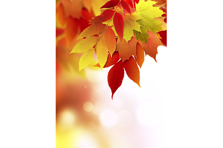 autumn background, an Abstract Photo by BazziBa♥