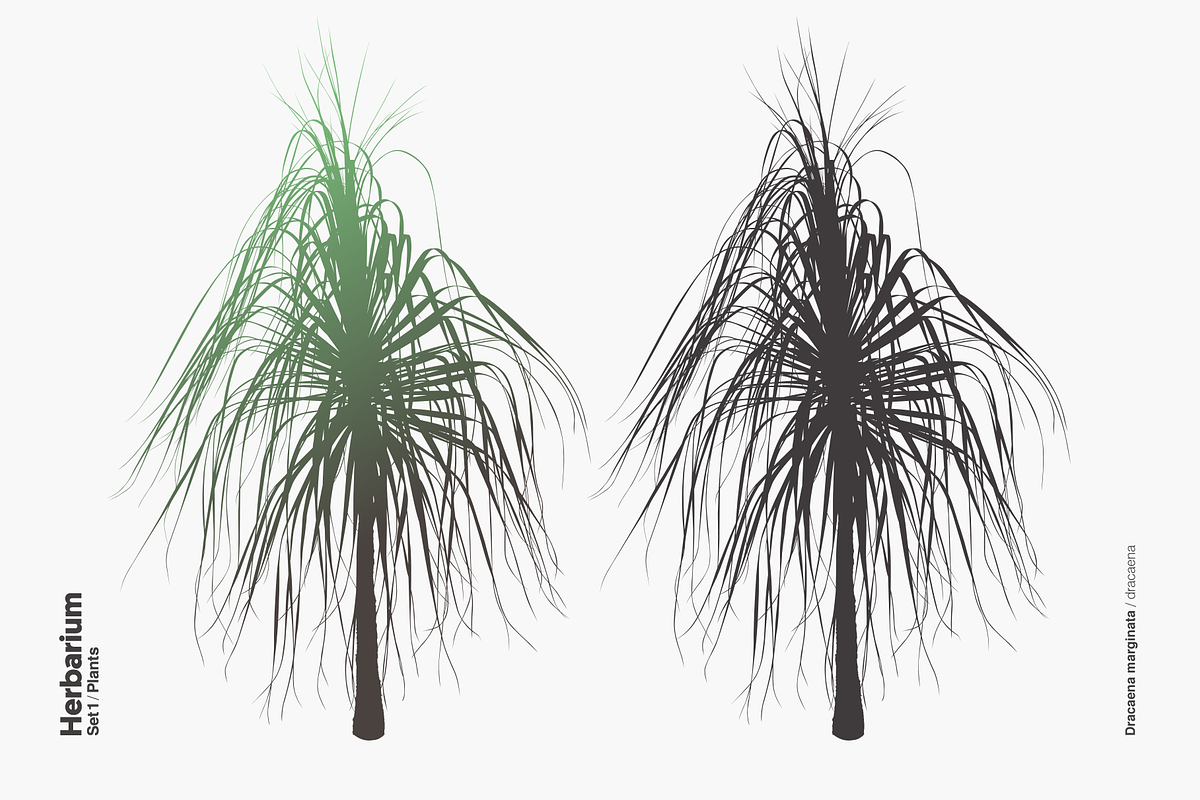 Herbarium: Set 1, a Decorative Illustration by Texture Fabrik (Photo 12 of 19)