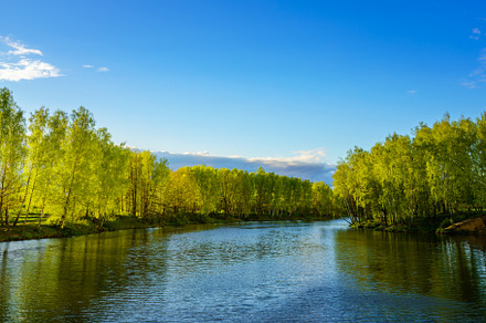 Sunrise or sunset on a pond with birch trees growing along the b, a Nature Photo by Eugene_Photo