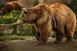 Brown Bear Walking in Its Natural Ro, an Animal Photo by Perpis