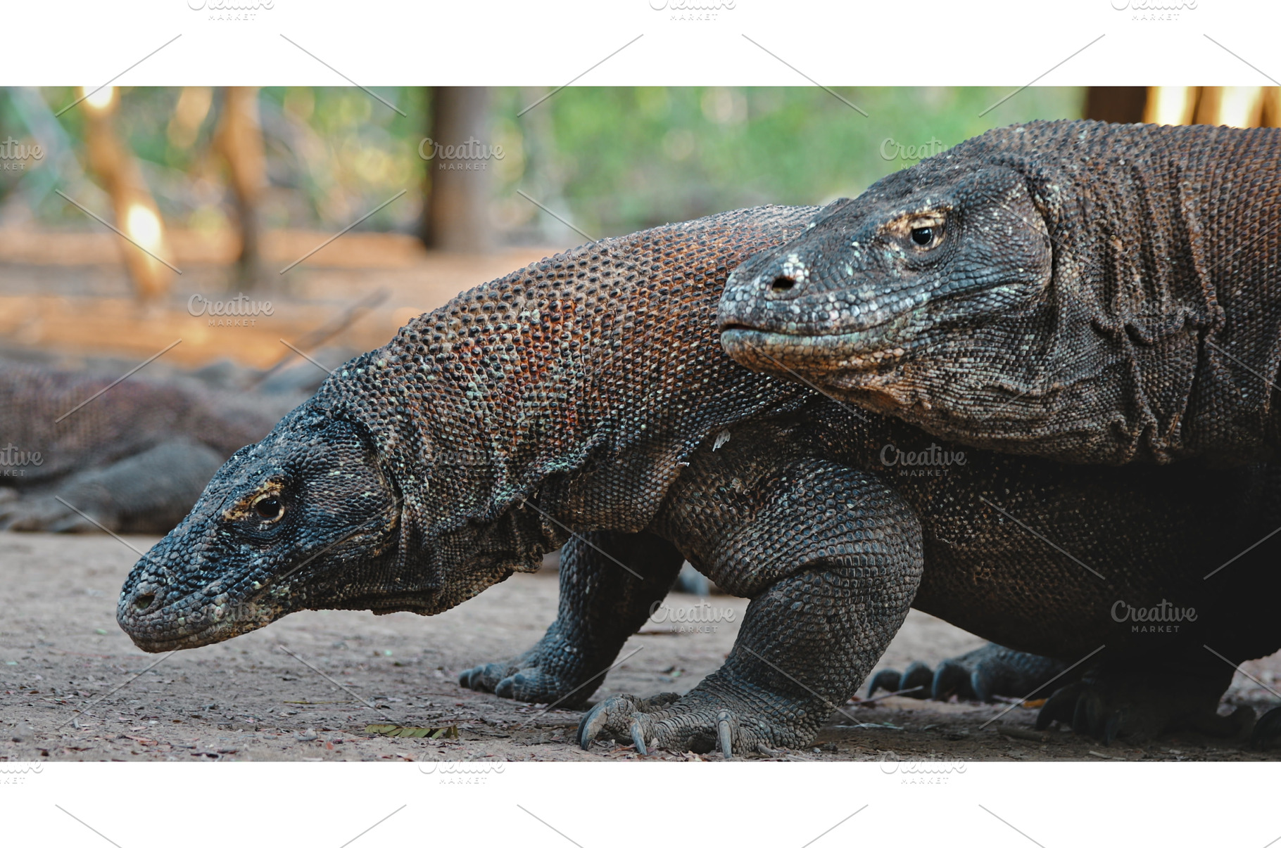 Two Komodo dragons walking in Komodo, an Animal Photo by Goinyk