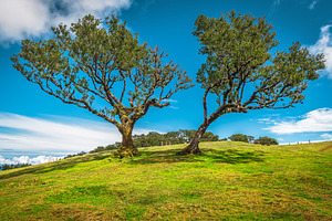 Picturesque old laurel trees, a Nature Photo by Alpine Dreams