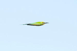 Rainbow Bee-eater