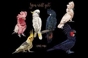 Parrots, Watercolor Cockatoo Clipart