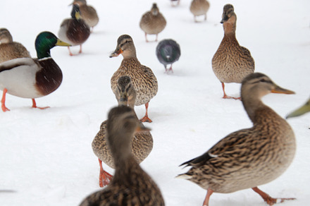Duck with a questioning expression among many ducks, an Animal Photo by Textures & Backgrounds