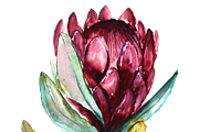 Watercolor Fynbos Flowers, a Decorative Illustration by Karliefie (Thumbnail 6 of 7)