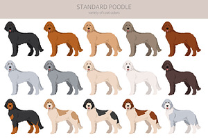 Standard Poodle Clipart