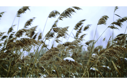 The graceful swaying of reeds in, an Animal Photo by Media Whale Stock