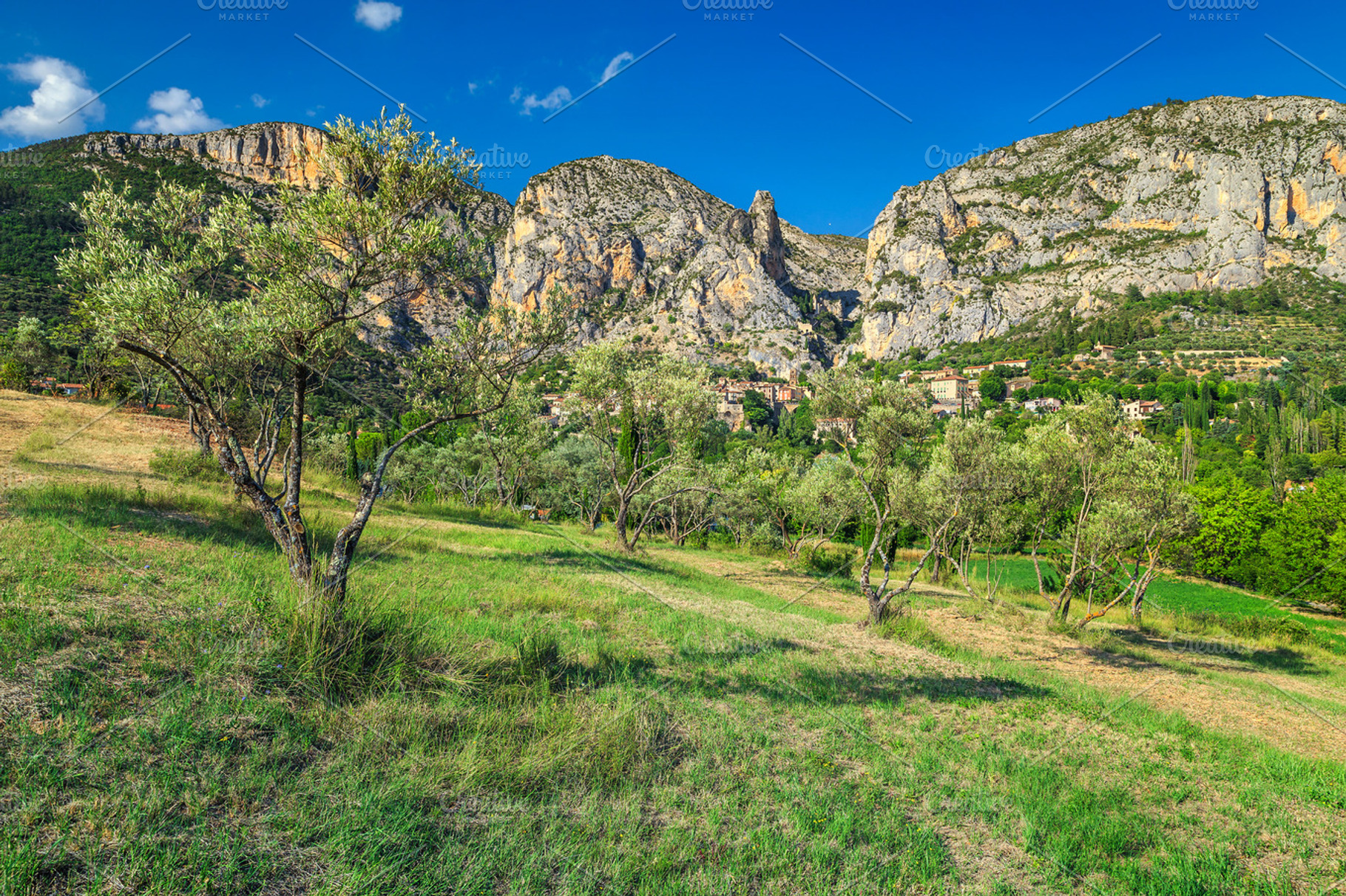 Olive plantation in Provence, a Nature Photo by Alpine Dreams