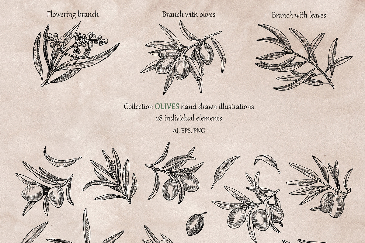 Olives branch. Graphics illustration, a Food Illustration by ON_lineart_store (Photo 2 of 12)