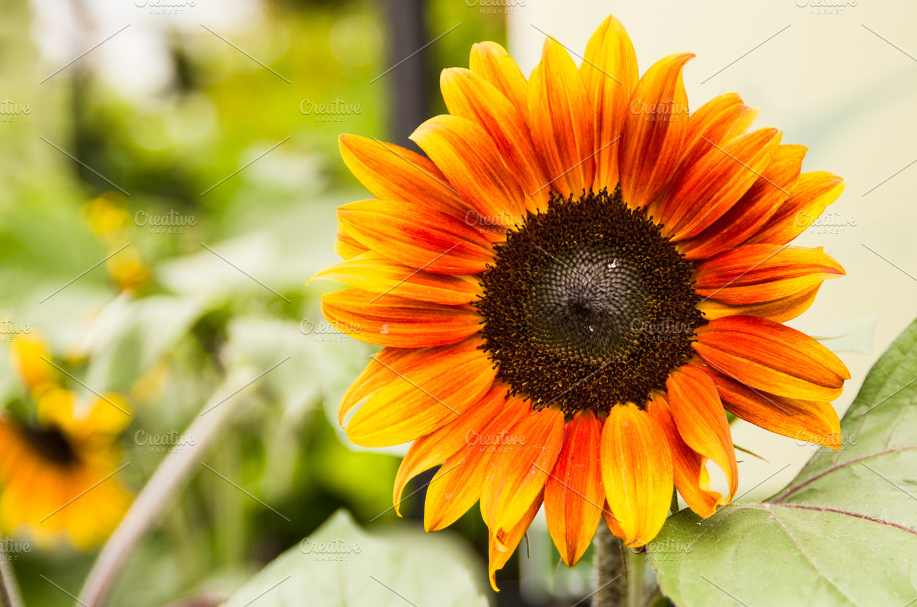 Orange Sunflower Bloom