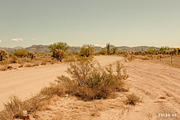 Mesquite Lightroom Presets, a Brushes & More by Cactus Country (Thumbnail 7 of 11)