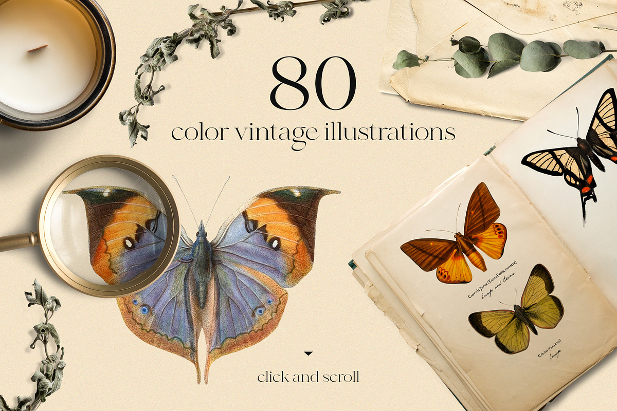 Vintage butterfly modern collection, an Animal Illustration by Beauty Drops (Photo 3 of 8)
