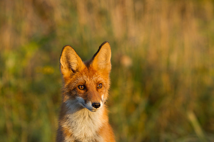 Cute young fox cub on the grass back stock photo containing fox and cub, an Animal Photo by oleghz