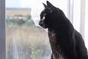 Black Tom Cat looking out the window, an Animal Photo by MusiqueDesigns (Thumbnail 2 of 2)