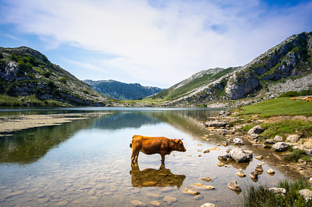 Cows around lake Enol in Picos de Europa, Asturias, Spain, an Animal Photo by GoodGoods