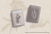 Apothecary Plants & Herbs Vector Set, a Healthcare Illustration by Yevheniia (Thumbnail 6 of 11)