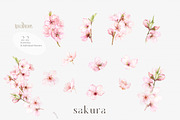 Blossoms Sakura Collection, a Decorative Illustration by ReachDreams (Thumbnail 2 of 7)
