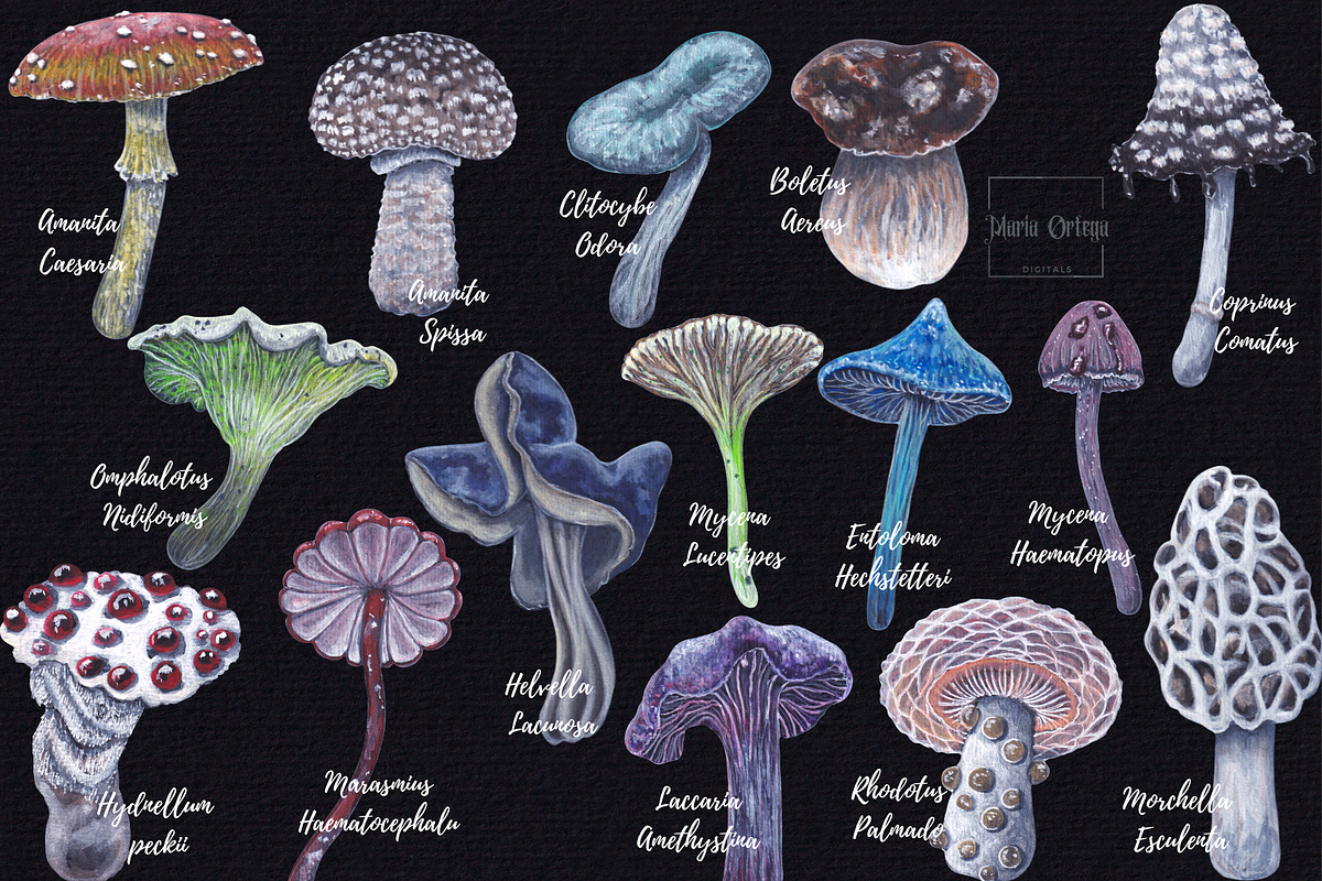 Watercolor and gouache Mushrooms, an Illustration by MariaOrtegaDigitals (Photo 3 of 6)