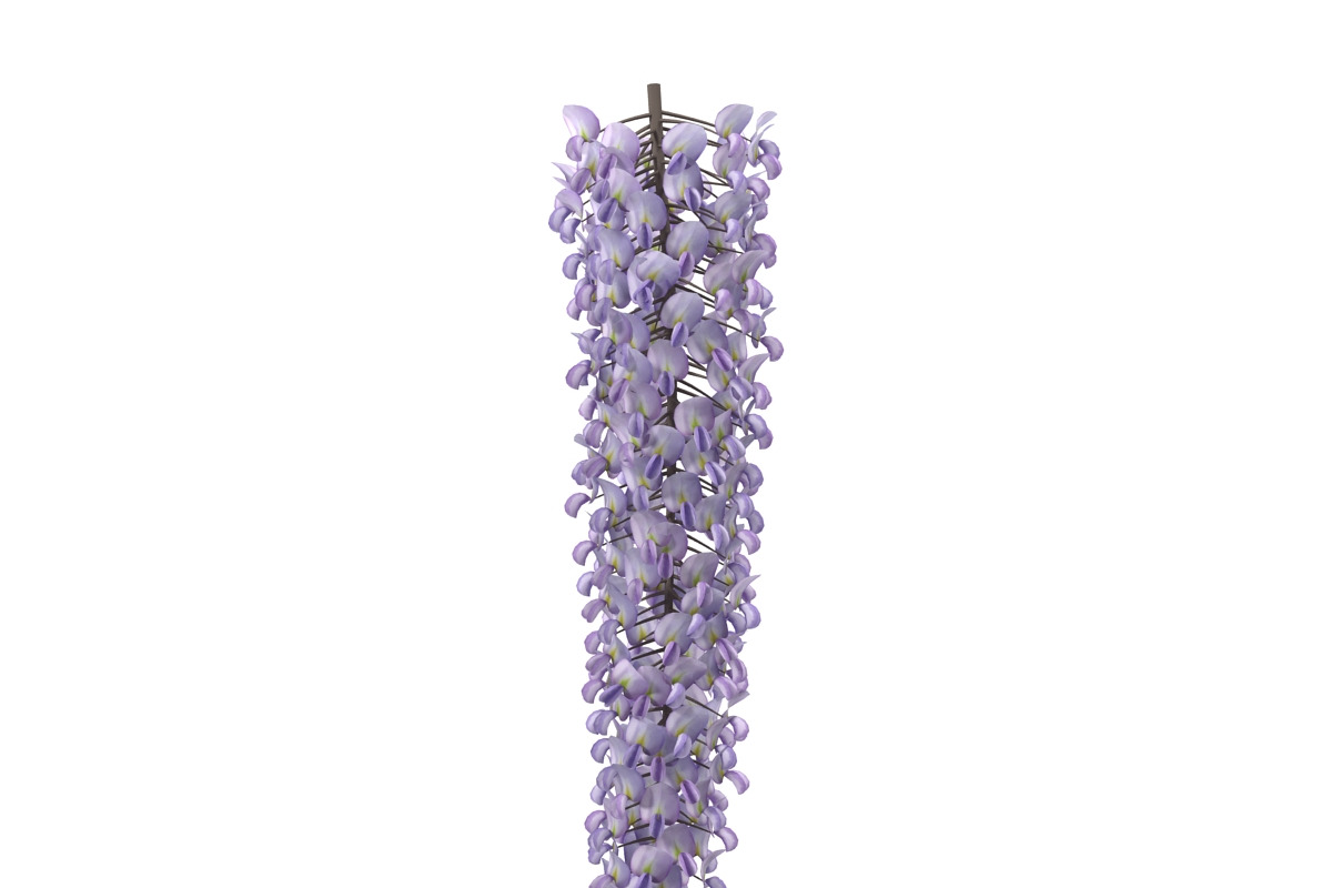 Wisteria, an Environmental 3D Model by AndrewWhite (Photo 9 of 10)