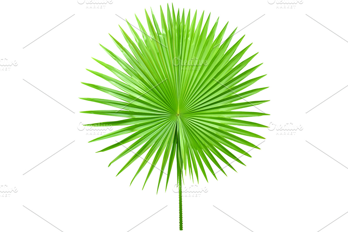 Palm Leaves Isolated, an Object Graphic by pixelworkz (Photo 6 of 7)