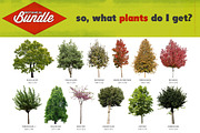 Botanical Bundle - 250 Plants *SALE*, an Object Graphic by envirographic (Thumbnail 5 of 6)
