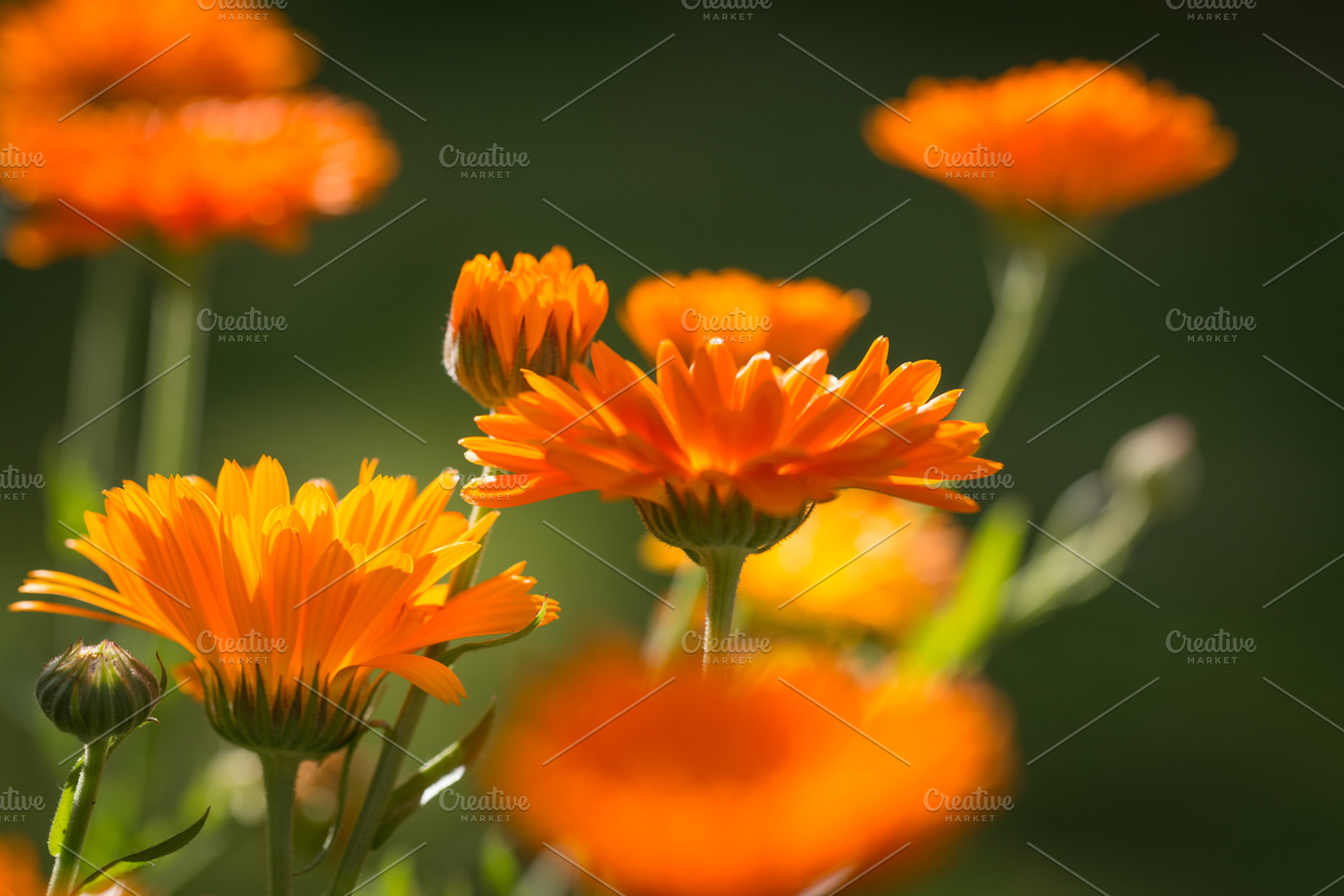 Flowers stock photo containing flowers and close up, a Nature Photo by Screeny's Photo Bucket