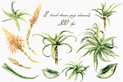 Aloe Watercolor Collection, a Decorative Illustration by WatercolorElena (Thumbnail 2 of 11)