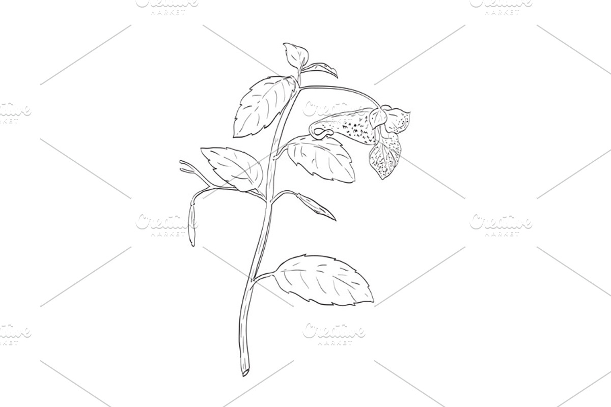Jewelweed Wild Edible Plant Drawing, a Decorative Illustration by patrimonio (Photo 1 of 3)