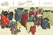 MASSIVE Vintage Fruit and Flowers, an Object Graphic by Eclectic Anthology (Thumbnail 9 of 12)