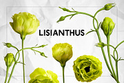 Lisianthus Blooms Realistic Flowers, an Object Graphic by Turning Moss (Thumbnail 5 of 8)