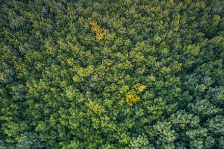 Aerial view of rubber plantations