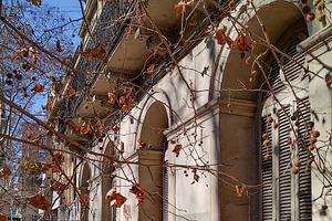 Sunlit building facade with bare vines, an Architecture Photo by DanFLCreativo