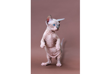 Funny kitten of Canadian Sphynx Cat, an Animal Photo by Alexander-Piragis
