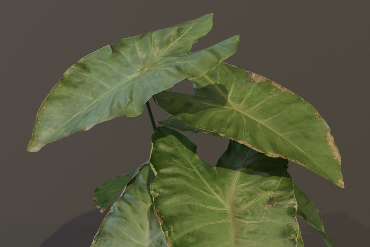 The BroadLeaf Taro Bush, a Plants & Tree 3D Model by FuturePastCreatives (Photo 10 of 19)