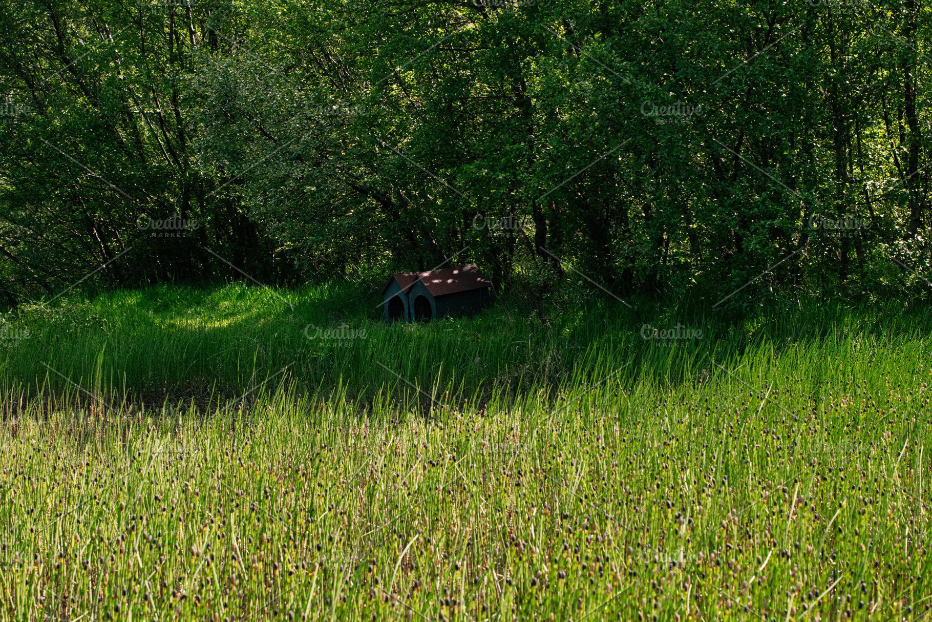 Peaceful grassy field and forest scene near Akranes, Iceland with sunlight, a Photo by AS photostudio