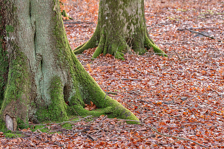 Late winter forest, a Photo by Peopleimages.com