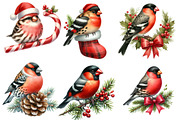 Christmas Grosbeak Birds Clipart, an Illustration by Designworld (Thumbnail 3 of 6)