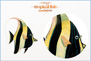 Vintage tropical fish illustrations, an Animal Illustration by Natalka Dmitrova art (Thumbnail 7 of 12)