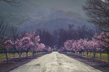 Mustard Field And Vineyard Featuring Cherry Tree And Bloom preview 5