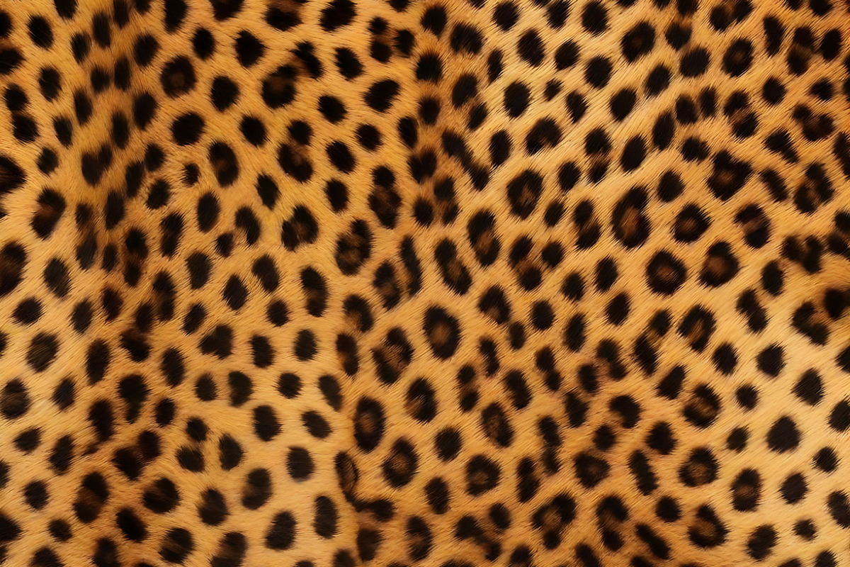 Safari Animals Skin Print Texture, a Graphic by UniqueMe (Photo 11 of 21)